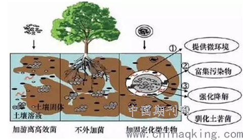 重金属污染土壤修复技术及其修复实践 刘永林