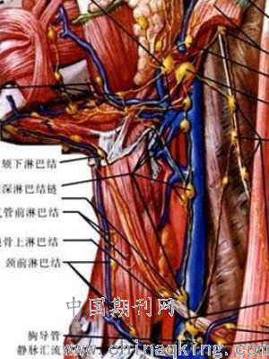 淋巴结出现不同程度的肿大,肿大位置常处于颌下以及胸锁乳突肌的后缘