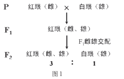 科学史上真实的摩尔根果蝇实验