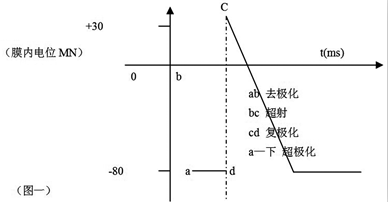 浅谈生理学中的膜电位——超极化和去极化