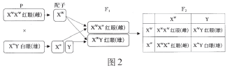 科学史上真实的摩尔根果蝇实验