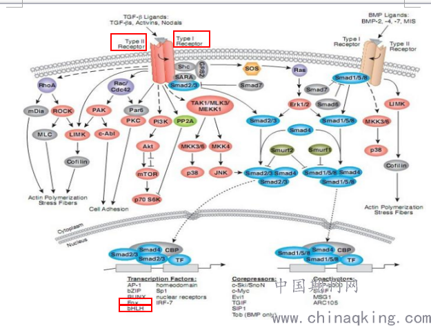 mirnas差异性表达和tgf-β/smads通路异常在婴儿心室间隔缺损发生中的