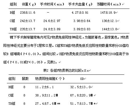4 p物质免疫组织化学反应各组动物腹腔注射戊巴比妥钠30mg/kg麻醉